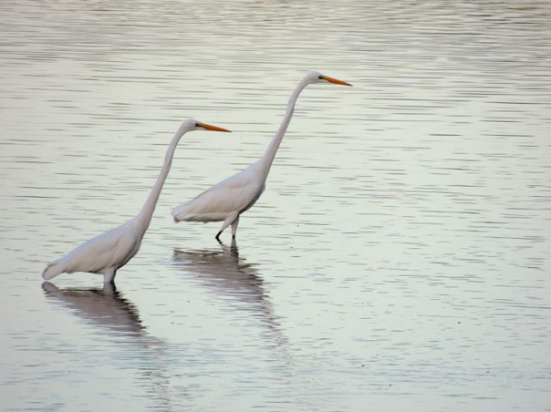Great Egrets 